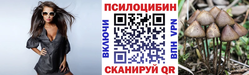 Псилоцибиновые грибы Cubensis  Новая Ладога 